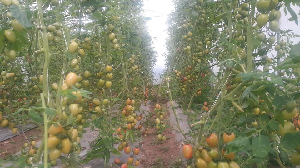 मौसम प्रतिकूल हुँदै,गोलभेंडा खेतीमा ढुसी रोग