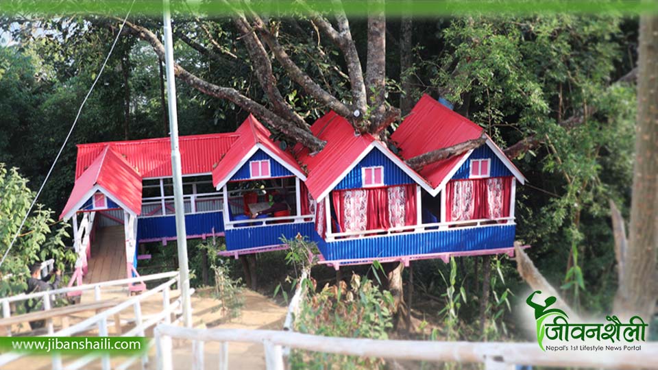 निषेधाज्ञाकै बीचमा आकर्षण बन्यो रूखमाथि बनेको ‘घर’