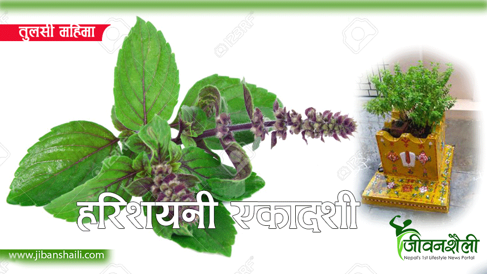 आज हरिशयनी एकादशी, तुलसी रोप्ने दिन