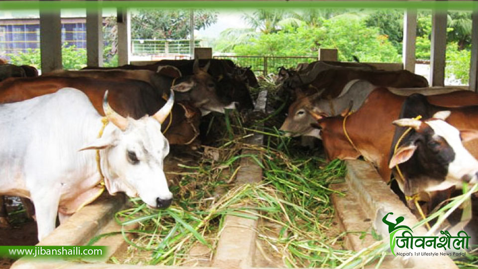 वन्यजन्तु अनुसन्धान विधि तालीम