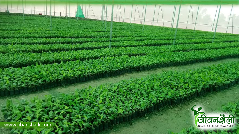 कञ्चनपुरमा सात लाख बिरुवा वितरण