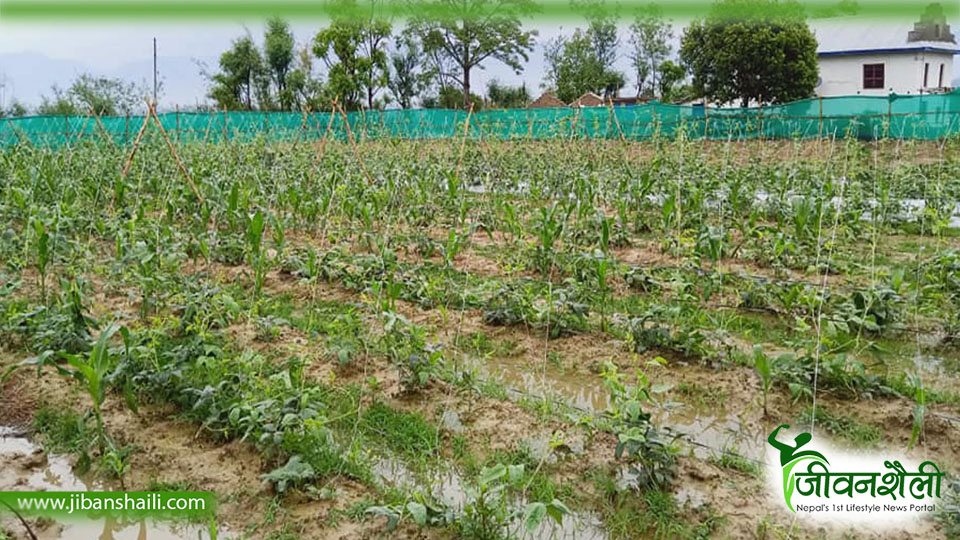 उजाड लेक अहिले आम्दानीको स्रोतका रुपमा विकसित