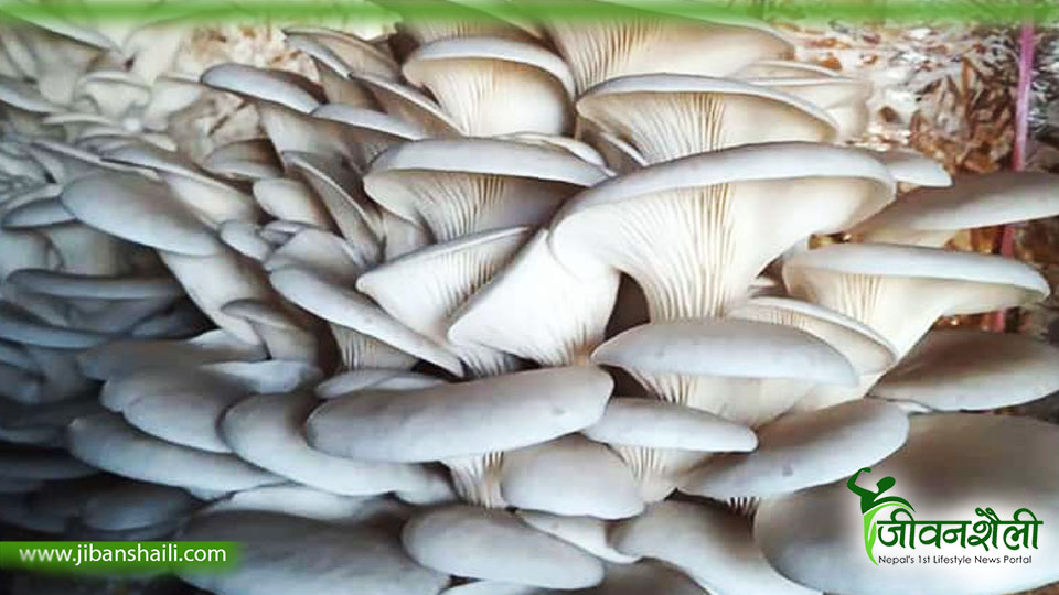 च्याउको बीउ उत्पादनमा वृद्धि