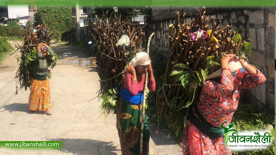उपभोक्ताका घरघरमै दाउरा पुर्याउँदै सामुदायिक वन