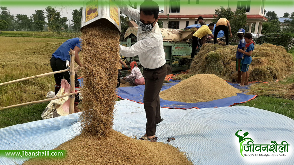 चैते धानप्रति किसानको आकर्षणः दोस्रोपटक धान भित्र्याउने चटारो