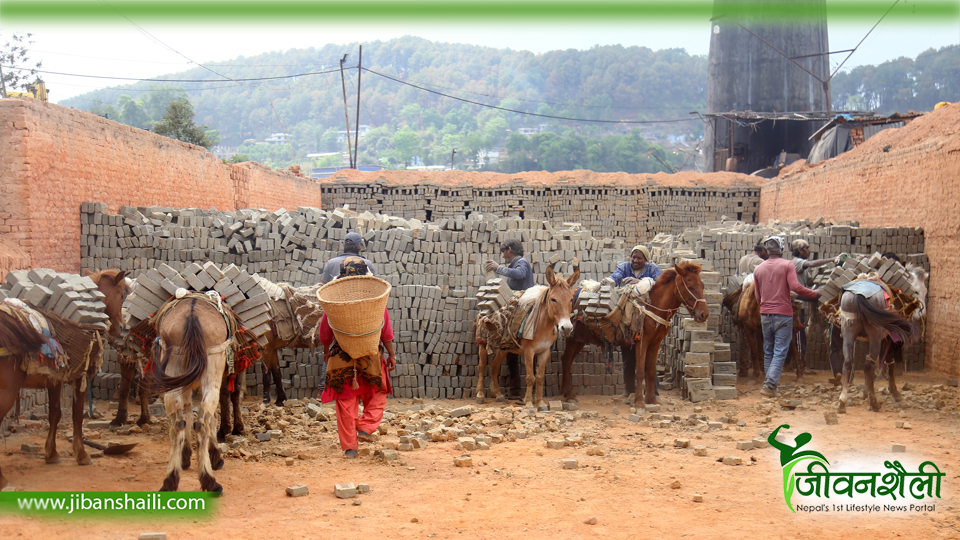 कर्णालीमा ‘गोठालो भत्ता’ कार्यक्रम लागु गरिने