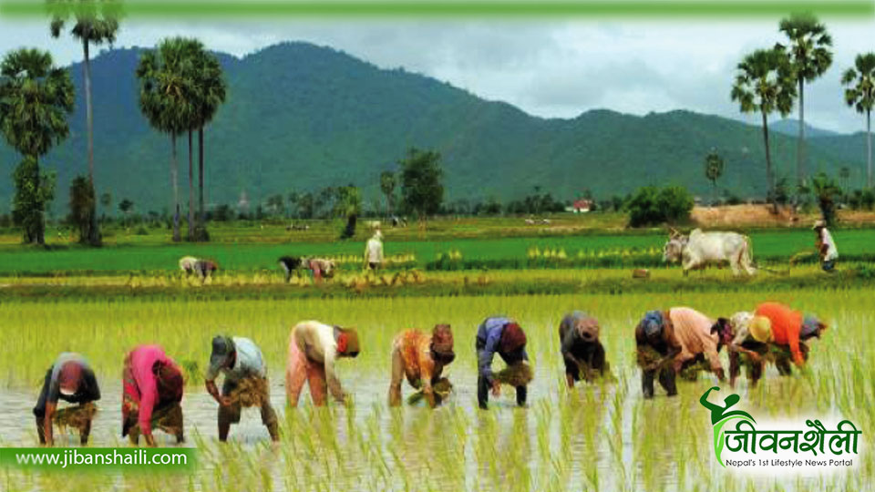 खेतबारीमा हुनुपर्ने बेला ओछ्यानमा छन् किसान