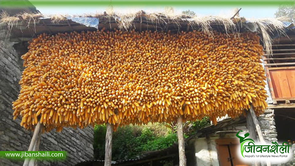 मकै खेतीमा यान्त्रिकीकरणको सकारात्मक नतिजा