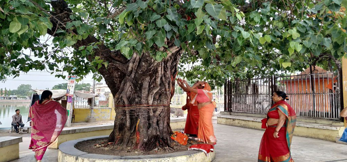 शनिबार पिपलको रूखलाई देवता मानेर पूजा किन गरिन्छ ?