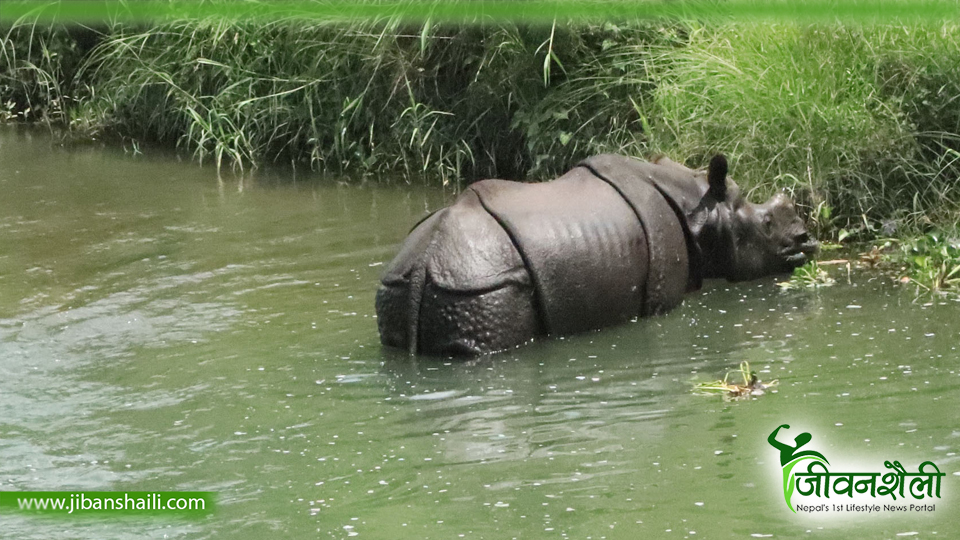 गैँडा तस्करीका दोषी १५ वर्षपछि पक्राउ