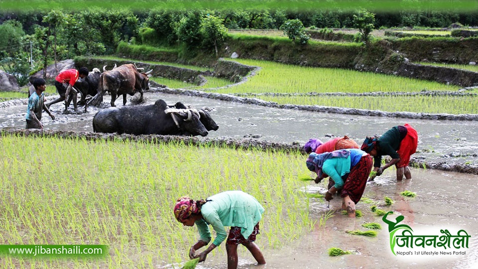 गएको वर्षभन्दा बढी रोपाइँ