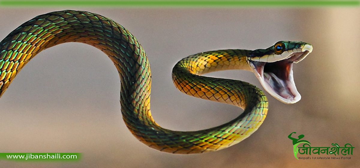 सर्पले डसेर सल्यानमा एक बालिकाको मृत्यु