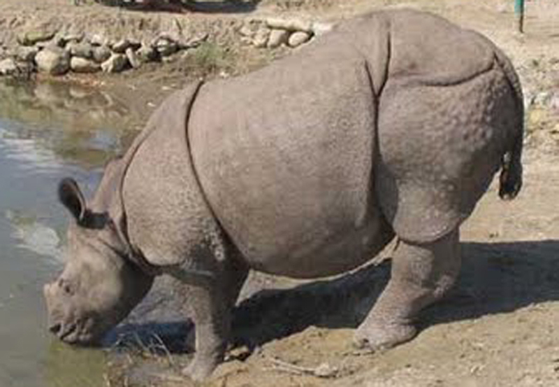 गैँडा संरक्षणमा चितवन राष्ट्रिय निकुञ्ज