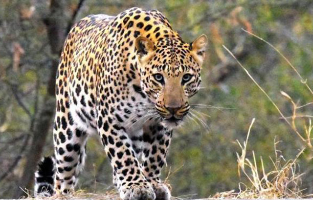 चितुवाको आक्रमणबाट सात वर्षीय बालकको मृत्यु