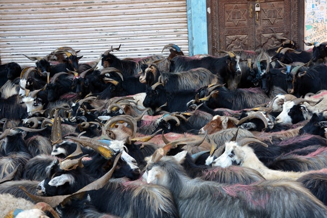 च्याङ्ग्रा लिन हिमालपारि, भाउ महँगियो