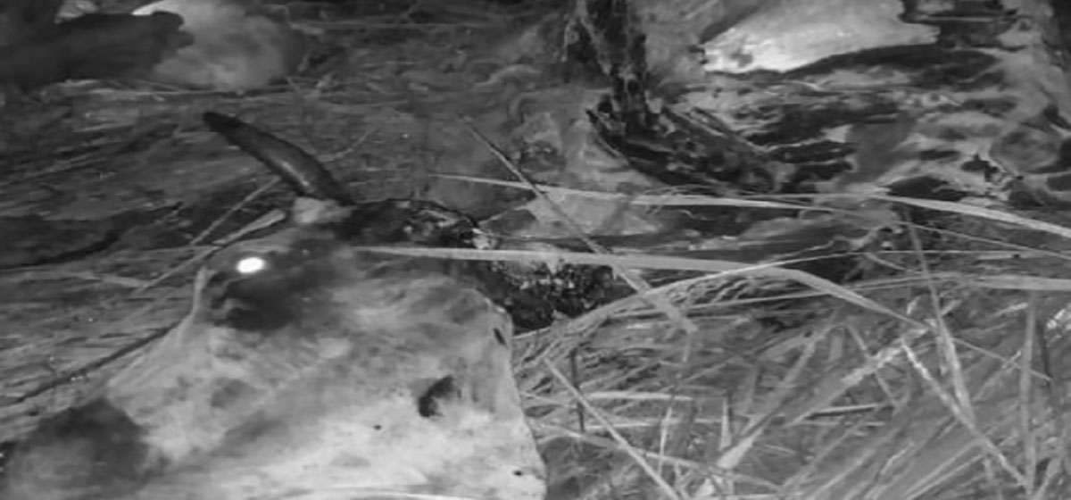 बोरामा शव, टाउकोमा चोट