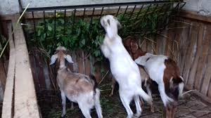 शिक्षणसँगै व्यावसायिक बाख्रापालन