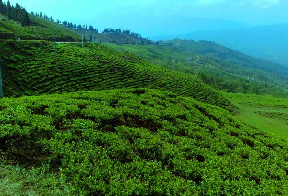 चिया उद्योग खुल्ने