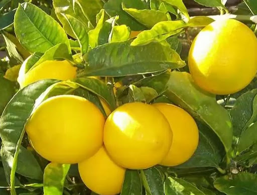व्यावसायिक कागती खेती शुरु