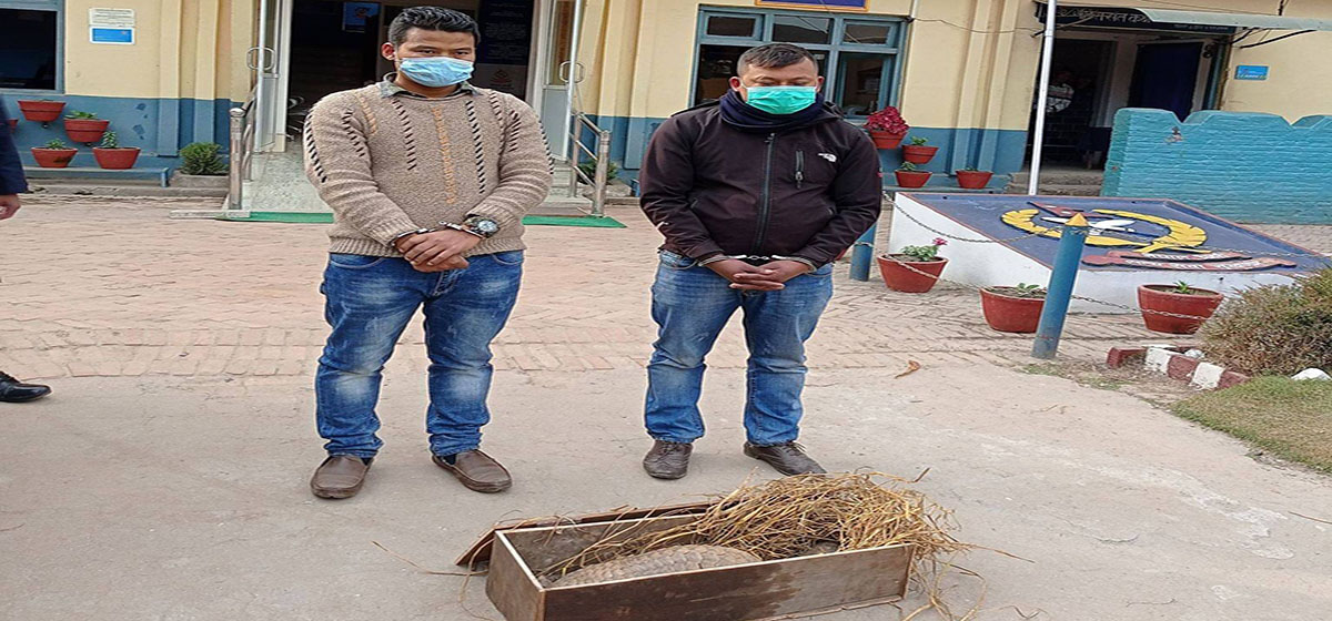 भक्तपुरमा जिउँदो सालकसहित पक्राउ परेका व्यक्ति उपराष्ट्रपति पुनका सवारी चालक