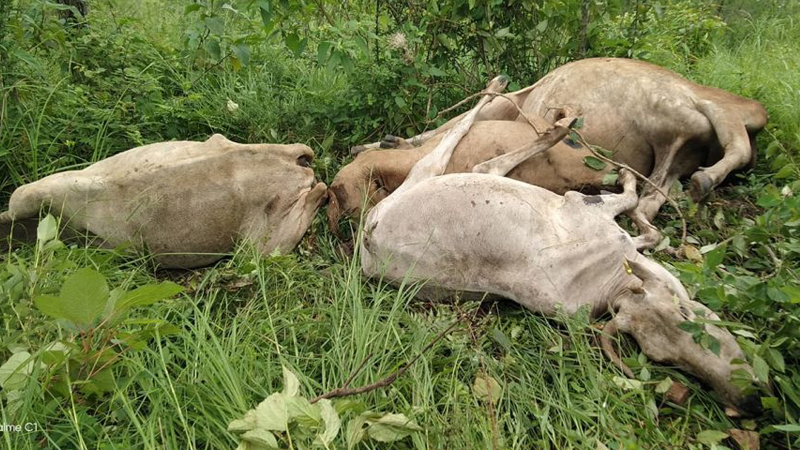 देवघाटमा रेबिजले गाई मरे