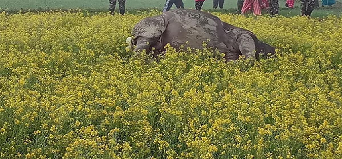 गैँडा मृत्युबारे समितिले थाल्यो छलफल