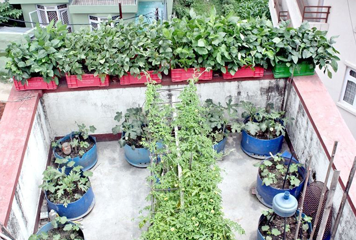 वाग्मती प्रदेशमा कौसी खेती गर्ने महिला पुरस्कृत