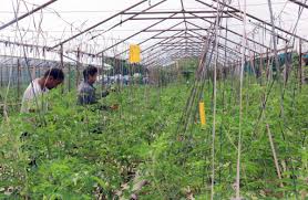 खेतबारीमा रमाउँदै भविष्य खोजिरहेका युवा