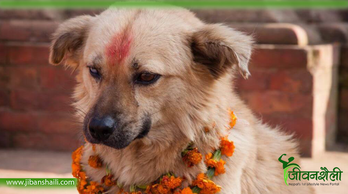 कुकुर पाल्नुस्, मुटुरोग र मधुमेहबाट बच्नुस्