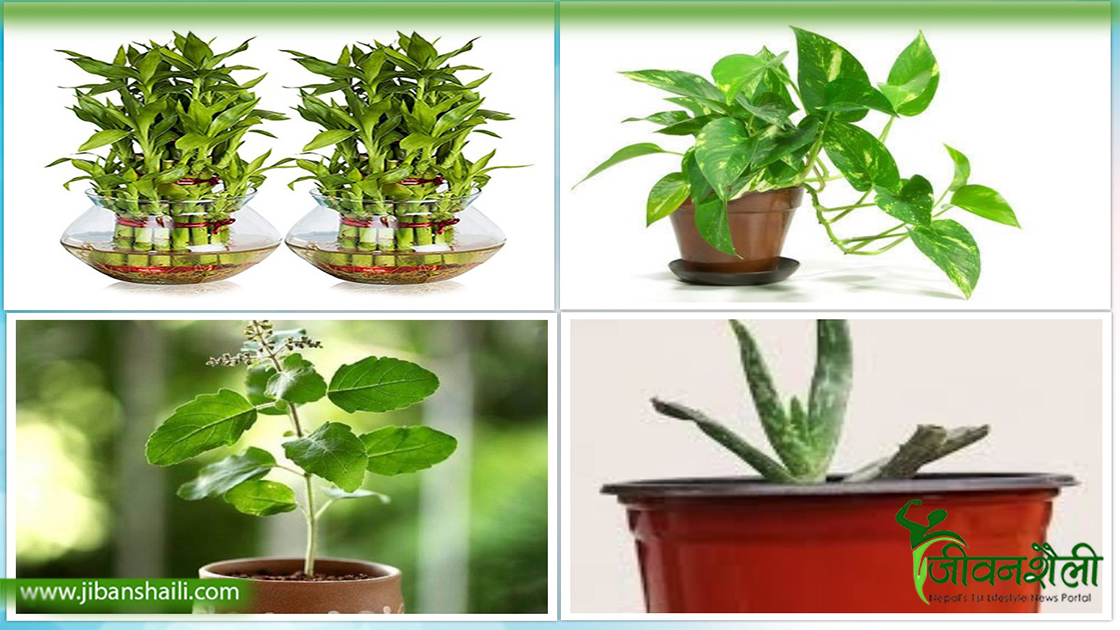 घरमा यी बिरुवा राख्नाले प्राप्त हुनेछ सकारात्मक ऊर्जा