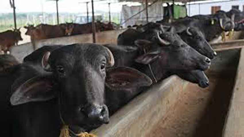 भैँसीपालन बाट मासिक दुई लाख आम्दानी