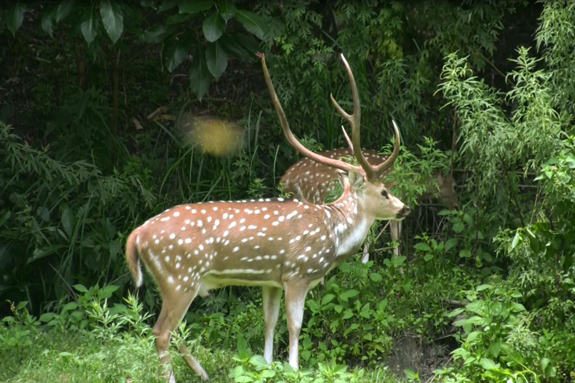 दौलतपुरमा जङ्गली हरिण फेला
