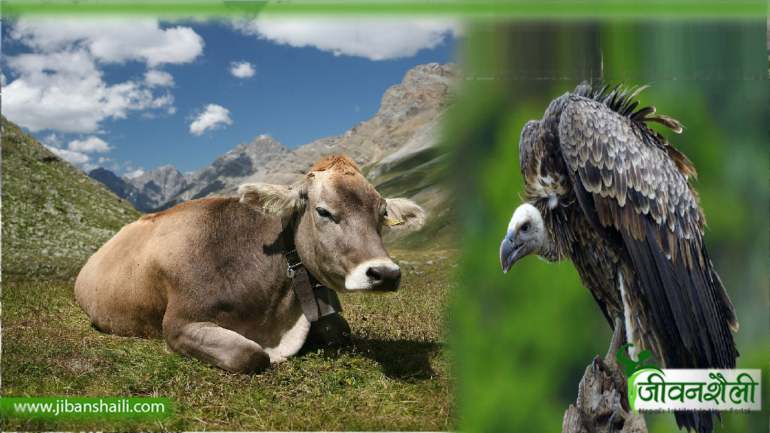 बूढी गाई गिद्धको नजरमा