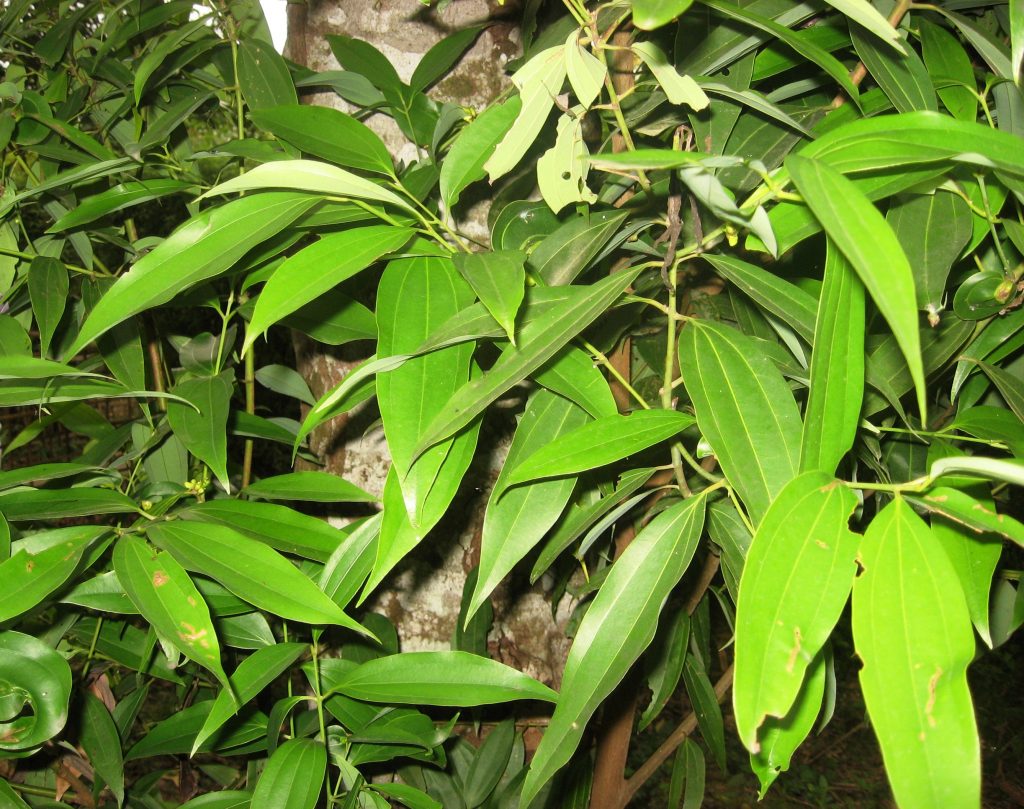 उचित मूल्य नहुँदा तेजपात उत्पादक कृषक मारमा