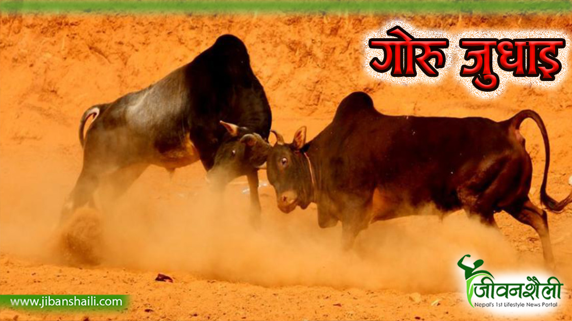 ऐतिहासिक परम्परा: गोरु जुधाइ मेला (फोटोफिचर)