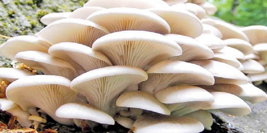 जङ्गली च्याउ खाँदा एकै घरका नौ बिरामी