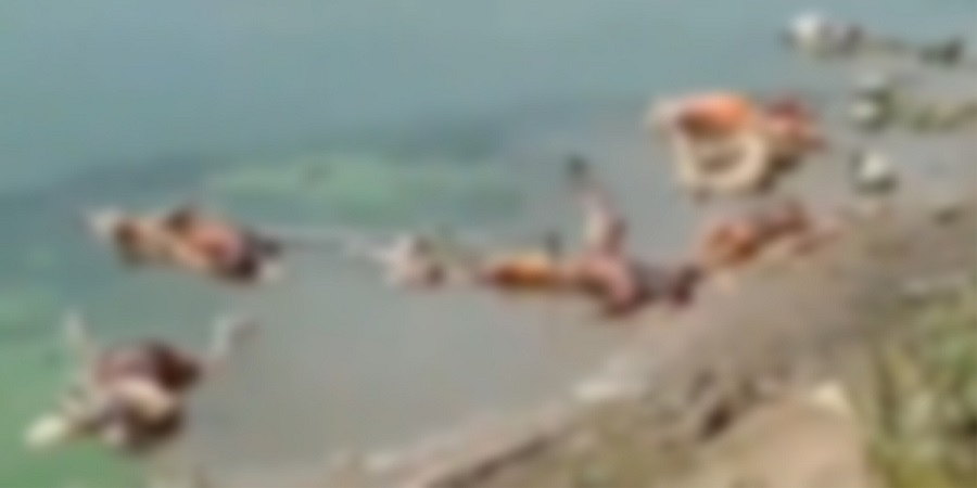 भारतको गंगा नदीमा ७१ जनाको बेवारिसे शव फेला