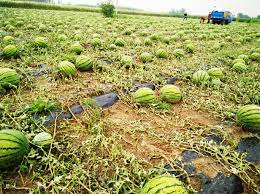 खेतमै कुहियो खर्बुजा