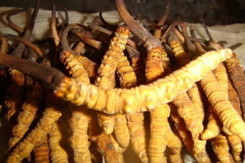 यार्सागुम्बा सङ्कलनका क्रममा लडेर मृत्यु