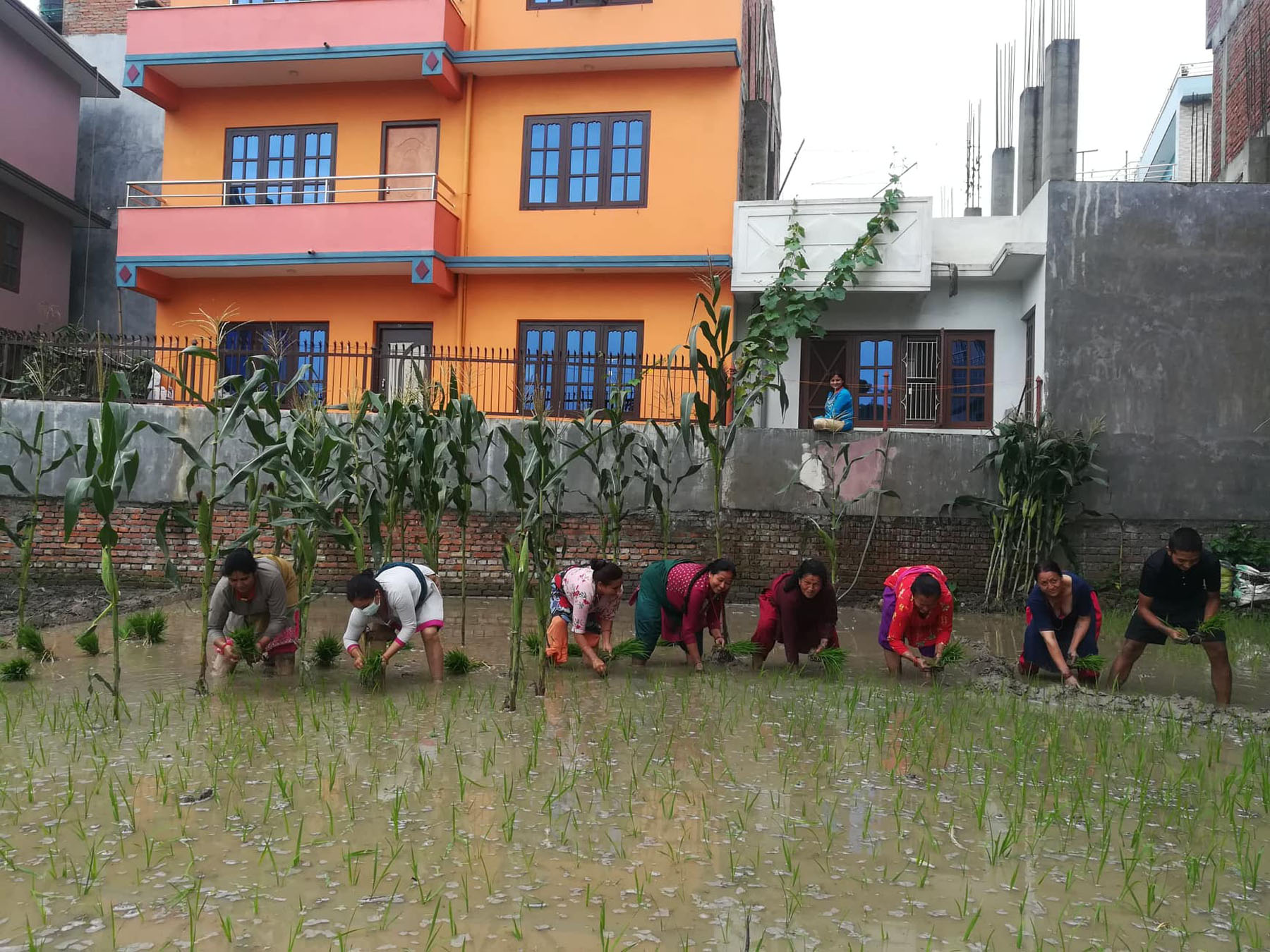 रोपाइँको रमाइलो तिर्सना मेट्दै