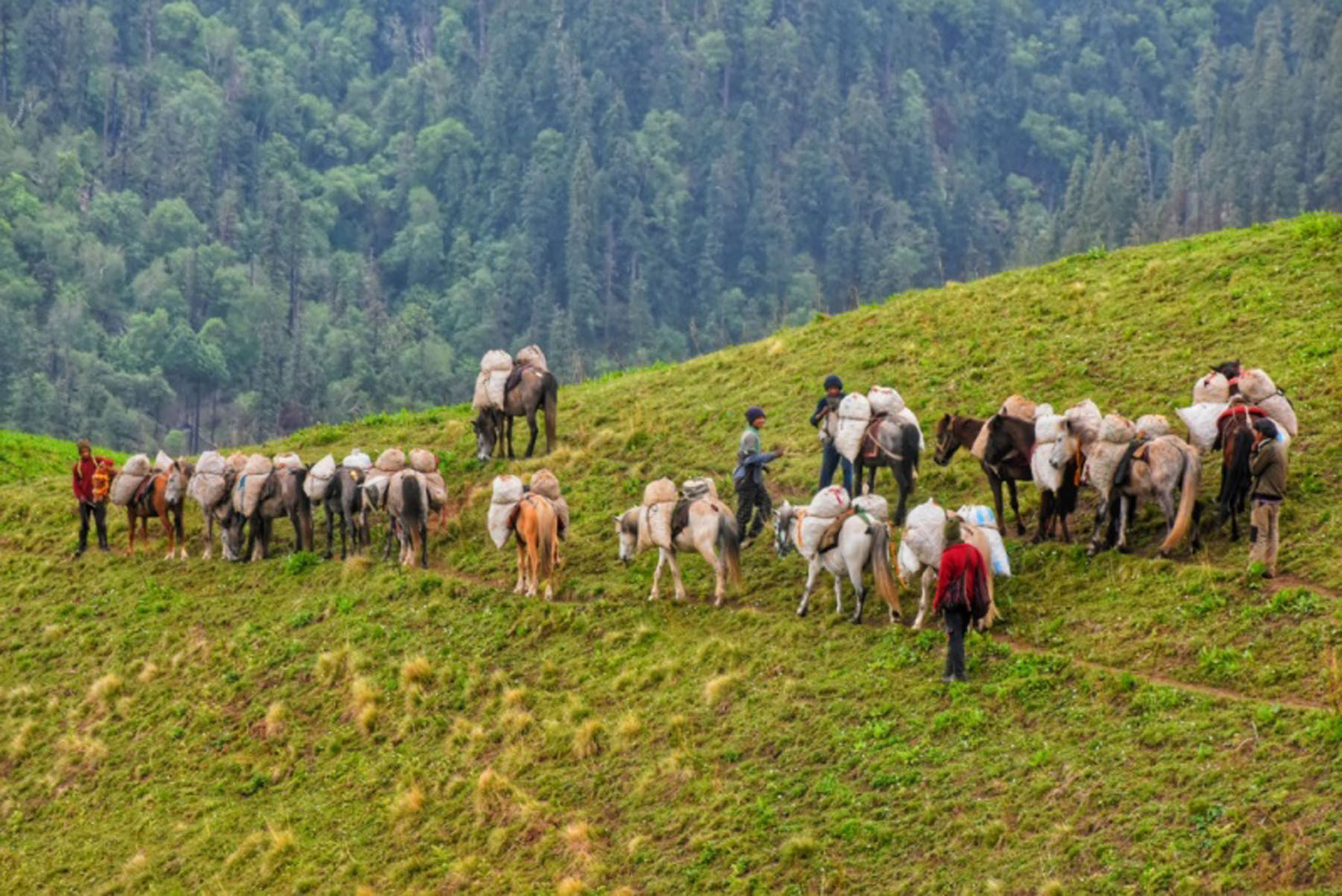 घोडाबाट सेतकचिनी ढुवानी गरिँदै (फोटो)