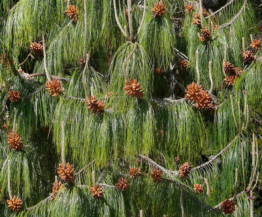 लौठ सल्लाका बिरुवा वितरण