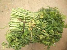 निउरो टिप्न जाँदा  ……….