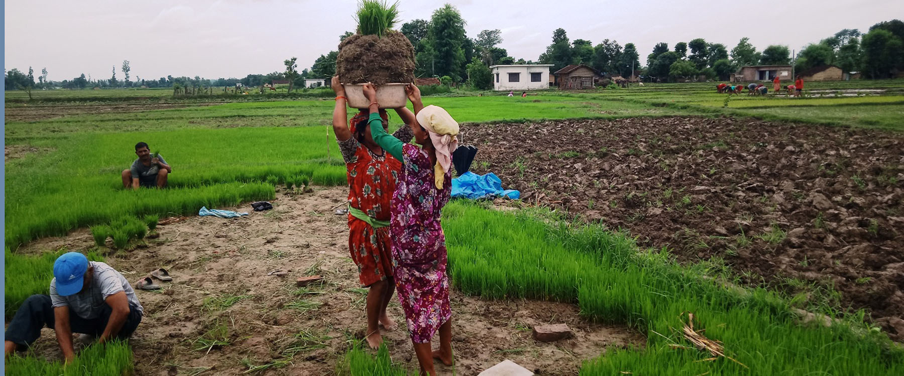 मनसुन सुरु भएसँगै धान रोप्न र बीउ काढ्न व्यस्त किसान (फोटो)