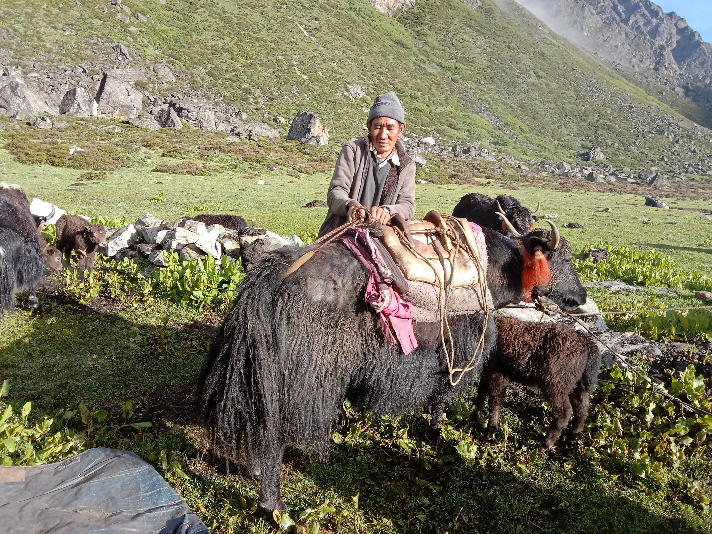 खाद्यान्न लिन जानका लागि याक तयारी गर्दै