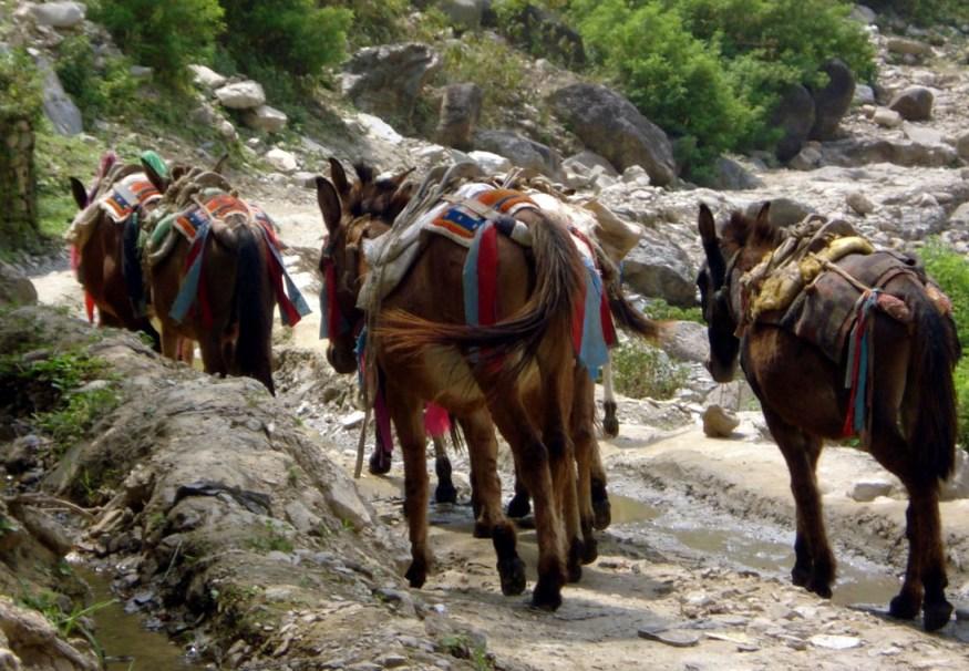 खच्चड व्यवसायीको व्यथा : हिउँदमा कामविहीन, बर्खामा भ्याइनभ्याइ