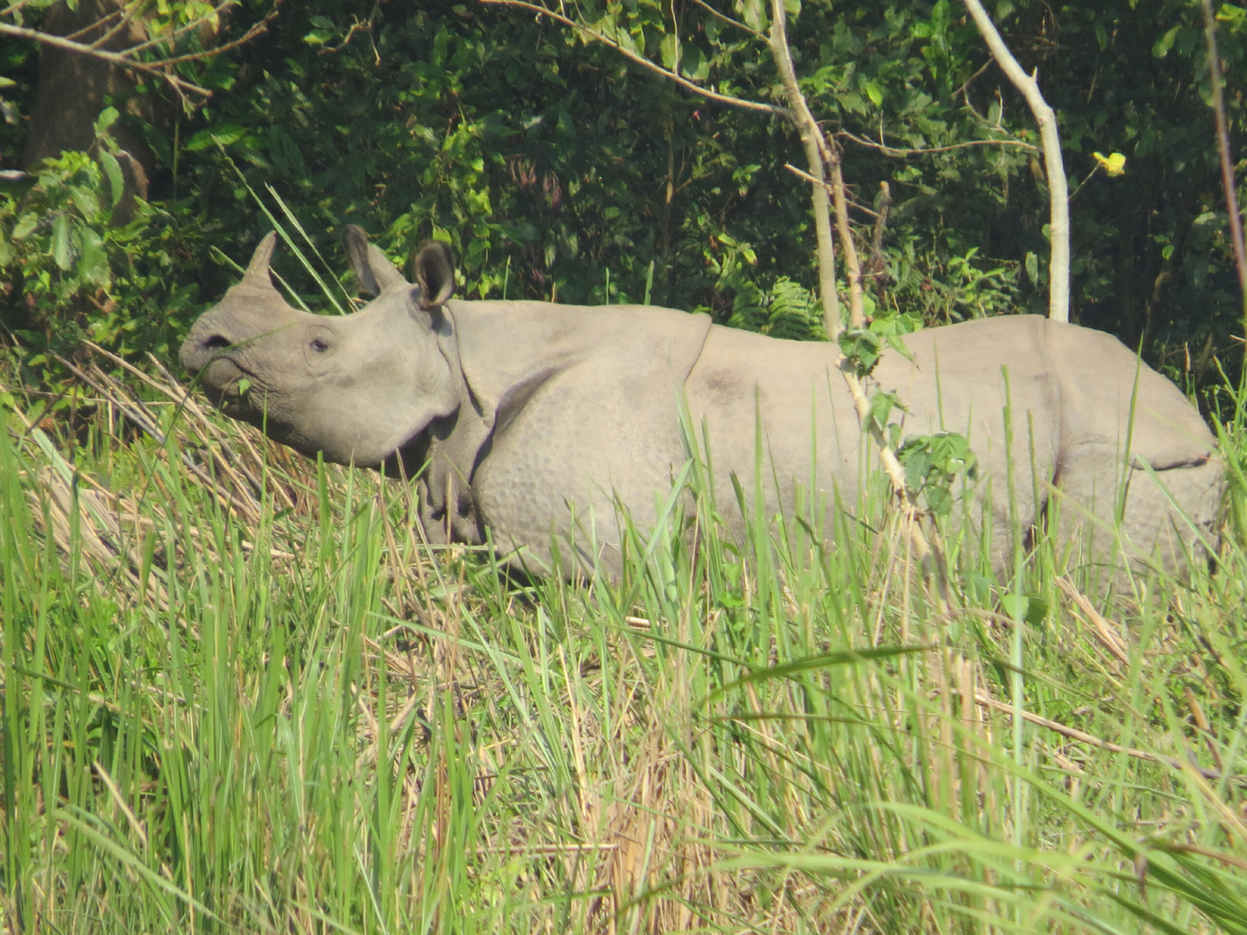 दुर्लभ एक सिङ्गे गैँडा