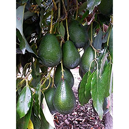 कृषिमा भविष्य खोज्दै पोखरेली युवा