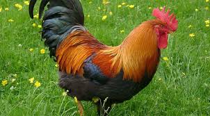 कुखुरा बाेकेकाे जीप दुर्घटनामा, साढे चार सय कुखुरा मरे