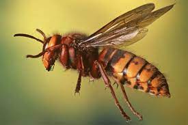 अरिंगालको टोकाइबाट तनहुँमा एक जनाको मृत्यु